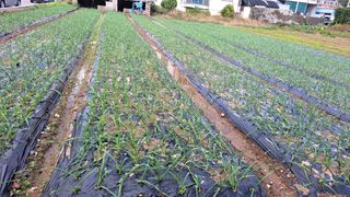 귀향인님의 마늘 · 영농일지 작성글 사진