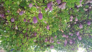 주윤발이님의 기타작물 · 영농일지 작성글 사진