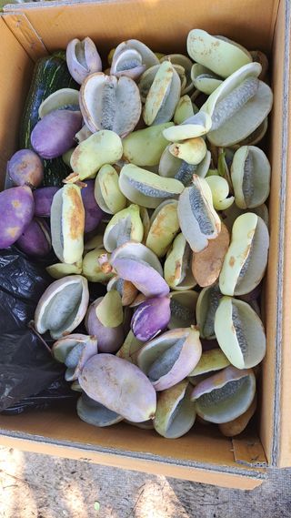 주윤발이님의 기타작물 · 영농일지 작성글 사진