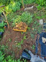 팜모닝 자유주제·자유게시판 게시글 이미지