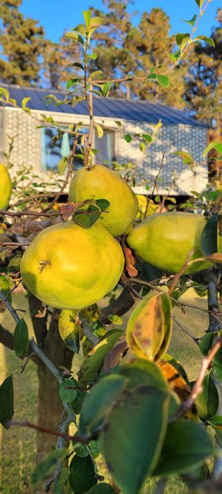 박송녀님의 블루베리 · 영농일지 작성글 사진