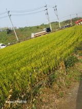 팜모닝 벼·영농일지 게시글 이미지