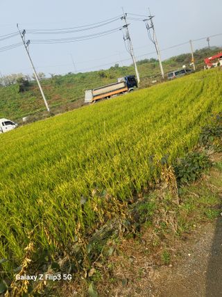 블랙베리 님의 벼 · 영농일지 작성글 사진