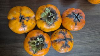 안중찬님의 감 · 병해충상담 작성글 사진