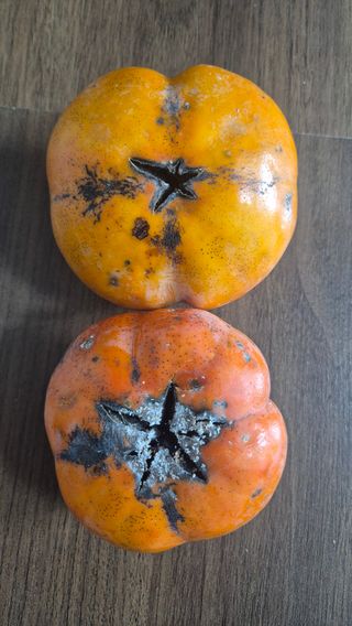 안중찬님의 감 · 병해충상담 작성글 사진