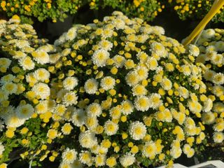 이철희님의 자유주제 · 자유게시판 작성글 사진