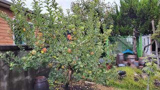 김중언님의 사과 · 영농일지 작성글 사진