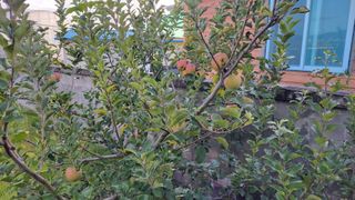 김중언님의 사과 · 영농일지 작성글 사진