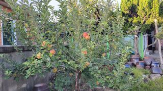 김중언님의 사과 · 영농일지 작성글 사진