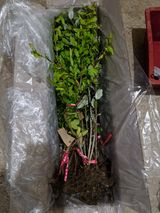 팜모닝 · 게시글 이미지