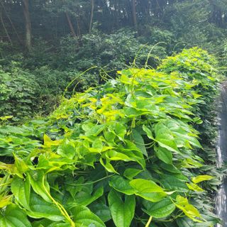 김선순(공룡자색마)님의 11월 농사 계획 공유하기 · 참여글 작성글 사진