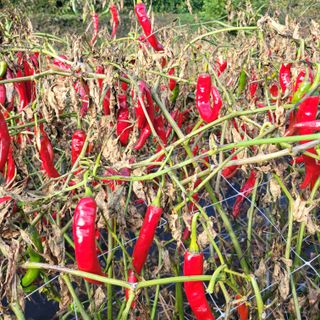 김선순(공룡자색마)님의 11월 농사 계획 공유하기 · 참여글 작성글 사진