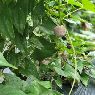 김선순(공룡자색마)님의 11월 농사 계획 공유하기 · 참여글 작성글 사진