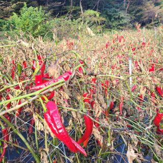 김선순(공룡자색마)님의 11월 농사 계획 공유하기 · 참여글 작성글 사진