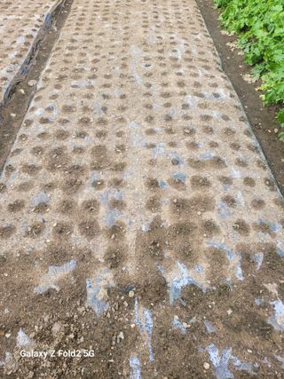 최덕병님의 마늘 · 영농일지 작성글 사진