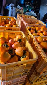 팜모닝 감·영농일지 게시글 이미지