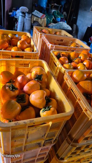 김영래큰집참농장한우님의 감 · 영농일지 작성글 사진