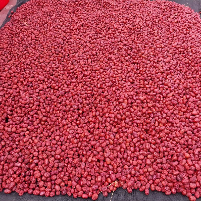 아로대추님의 장터 판매 상품 [(판매완료)보은 햇 건대추 40 키로 판매합니다] 첨부 사진