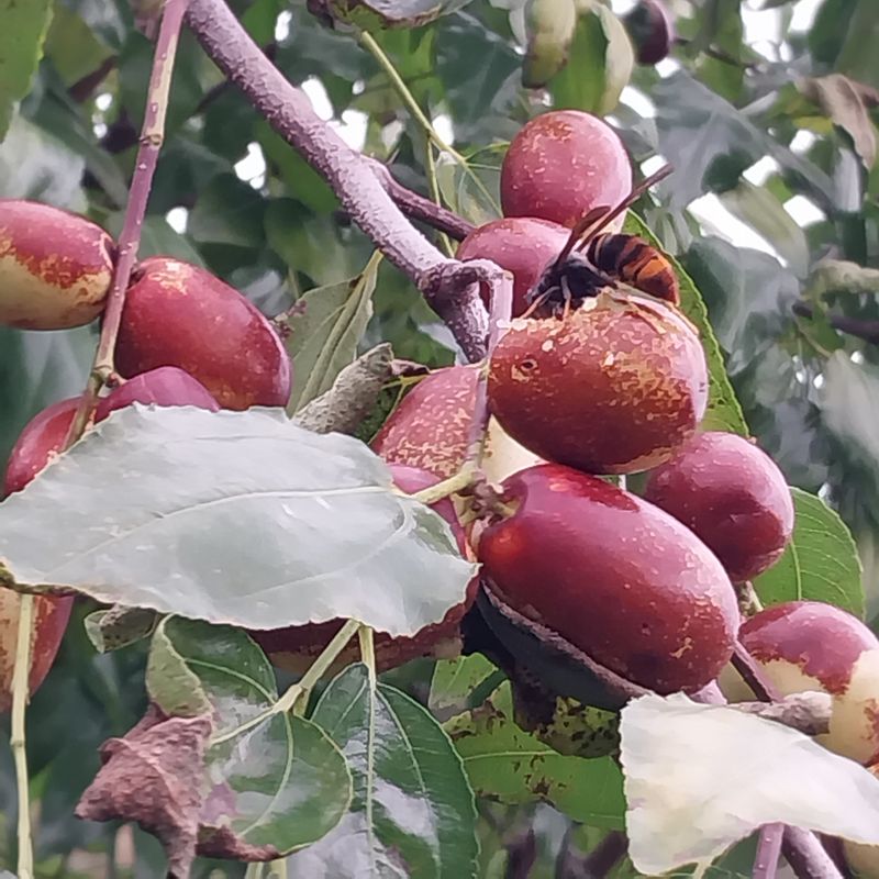 아로대추님의 장터 판매 상품 [햇건 대추 1키로 판매합니다] 첨부 사진