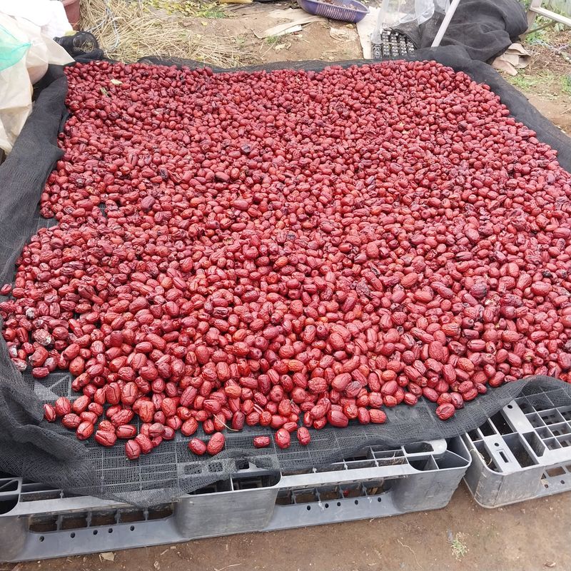 아로대추님의 장터 판매 상품 [햇 건대추 (판매완료)찍초 파치  4키로 판매합니다] 첨부 사진