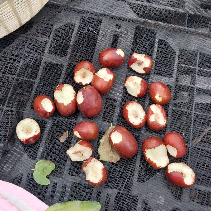 아로대추님의 장터 판매 상품 [햇 건대추 (판매완료)찍초 파치  4키로 판매합니다] 첨부 사진