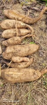 팜모닝 기타작물·영농일지 게시글 이미지