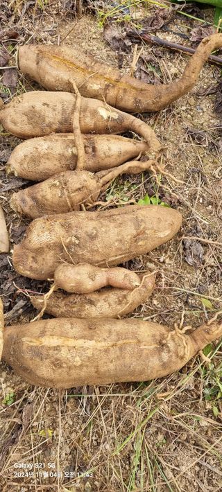 이경식님의 기타작물 · 영농일지 작성글 사진