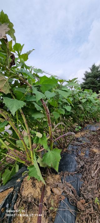 이경식님의 기타작물 · 영농일지 작성글 사진