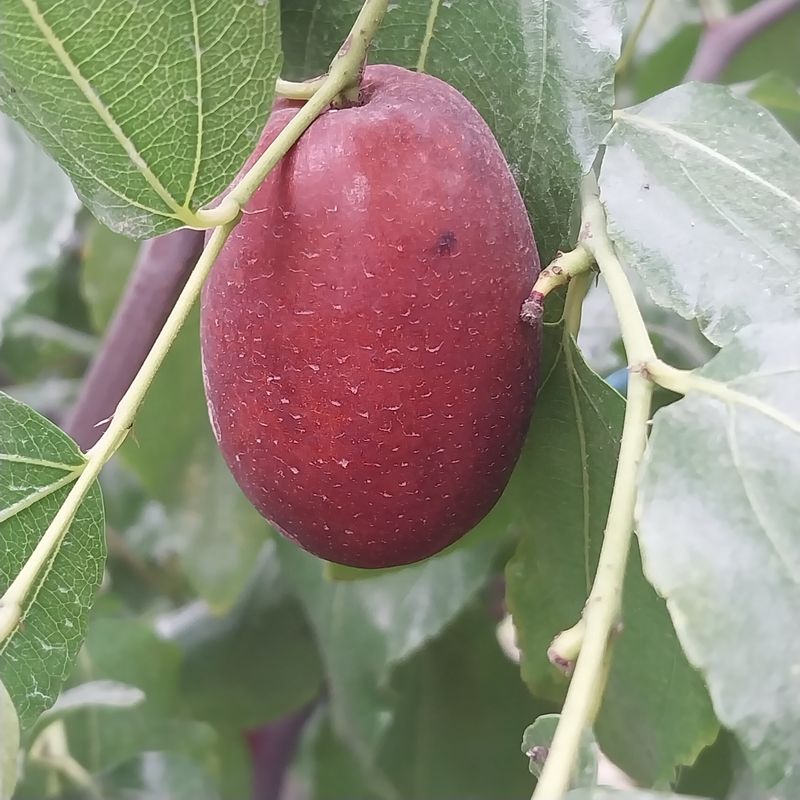 아로대추님의 장터 판매 상품 [최고  큰 햇 건대추 활인판매합니다] 첨부 사진