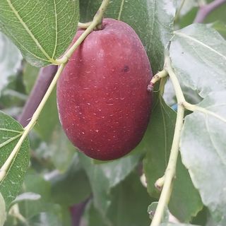 아로대추님의 작성글 사진