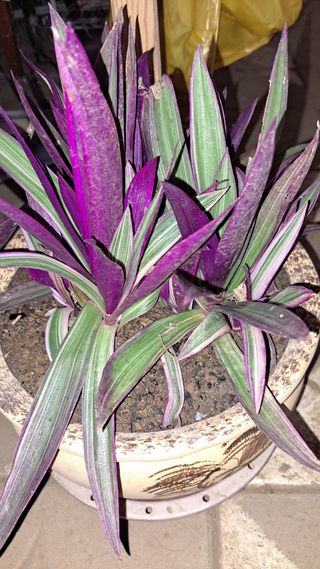 나도농부님의 기타작물 · 영농일지 작성글 사진