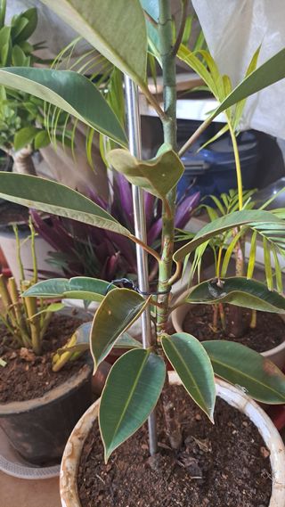 나도농부님의 기타작물 · 영농일지 작성글 사진