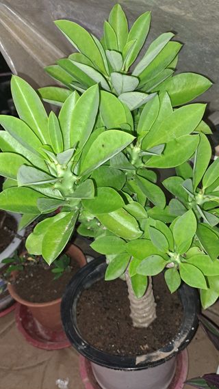 나도농부님의 기타작물 · 영농일지 작성글 사진