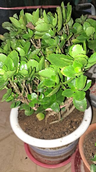 나도농부님의 기타작물 · 영농일지 작성글 사진