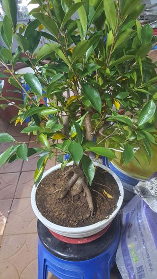 나도농부님의 기타작물 · 영농일지 작성글 사진