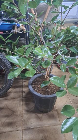 나도농부님의 기타작물 · 영농일지 작성글 사진