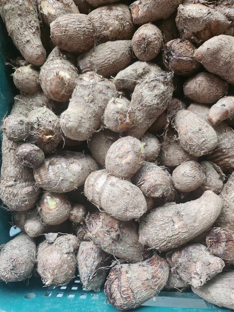 장터 상품 [토란 1키로] 썸네일