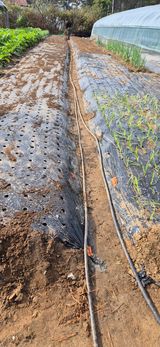 팜모닝 마늘·영농일지 게시글 이미지