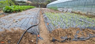 김혜순님의 마늘 · 영농일지 작성글 사진