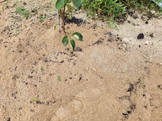 정우진님의 감 · 영농일지 작성글 사진