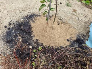 정우진님의 감 · 영농일지 작성글 사진