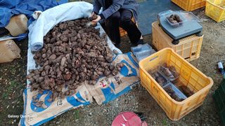 들깨 자색마 고추님의 기타작물 · 영농일지 작성글 사진