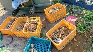 들깨 자색마 고추님의 기타작물 · 영농일지 작성글 사진