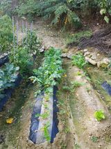 팜모닝 기타작물·영농일지 게시글 이미지