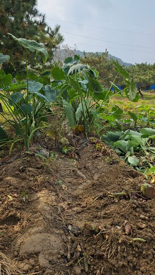 김제일주농장님의 기타작물 · 영농일지 작성글 사진