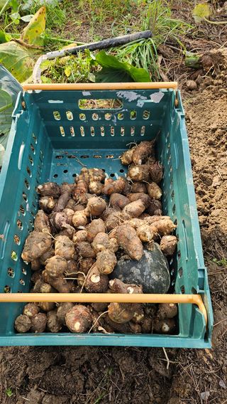 김제일주농장님의 기타작물 · 영농일지 작성글 사진