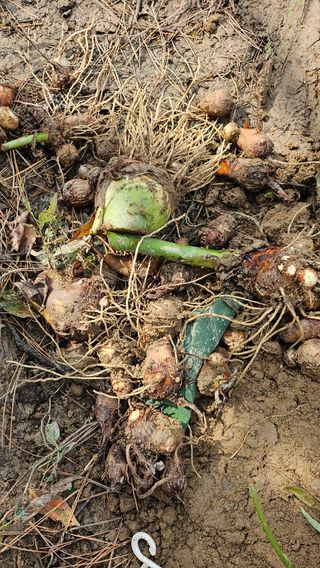 김제일주농장님의 기타작물 · 영농일지 작성글 사진