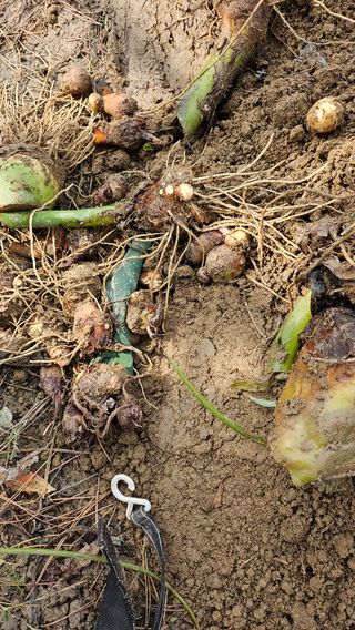 김제일주농장님의 기타작물 · 영농일지 작성글 사진