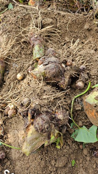 김제일주농장님의 기타작물 · 영농일지 작성글 사진