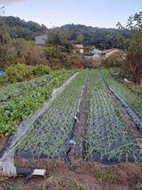 팜모닝 마늘·영농일지 게시글 이미지